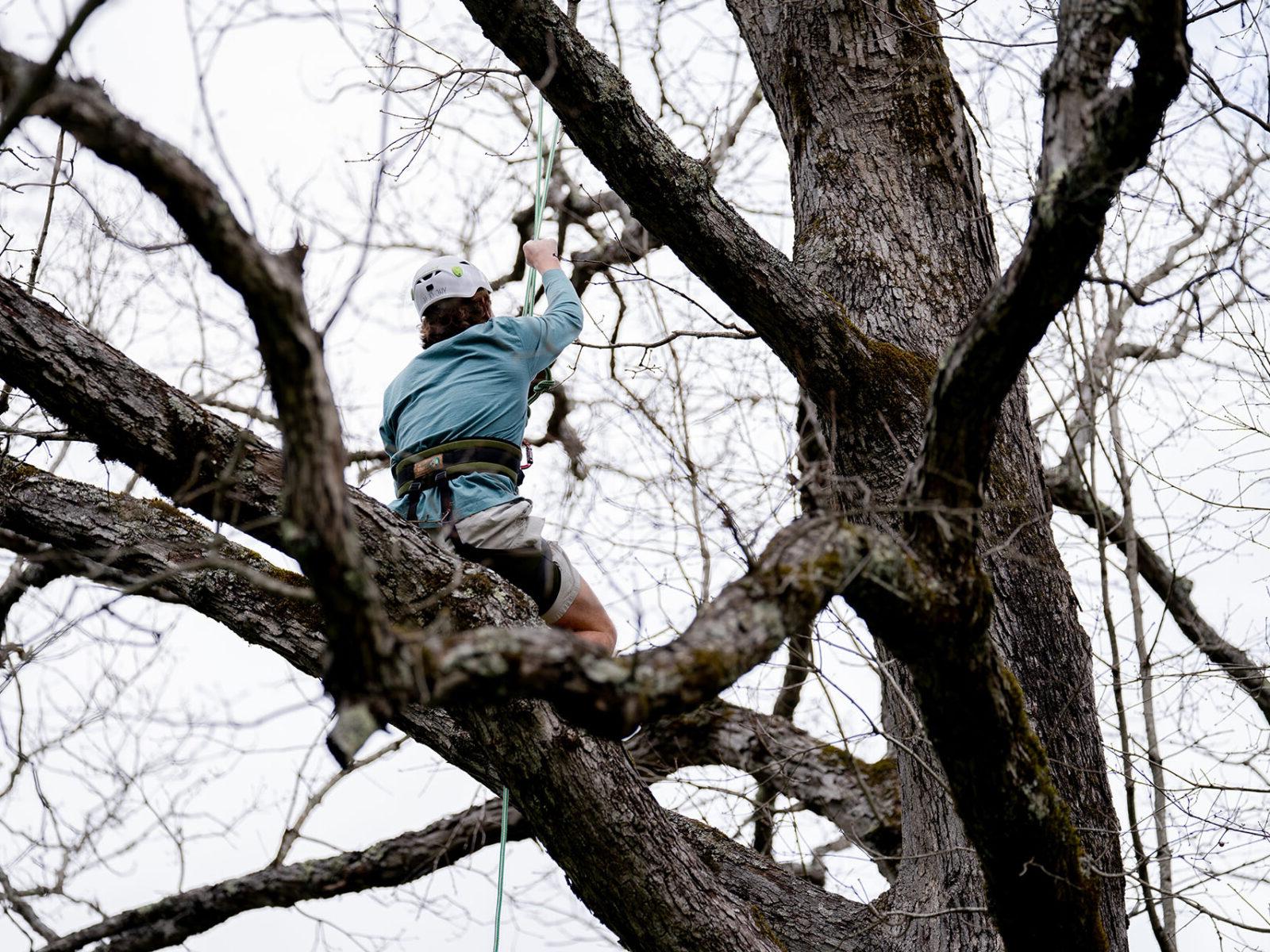 a person climbing a tree